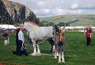 Horse at Kilnsey Show